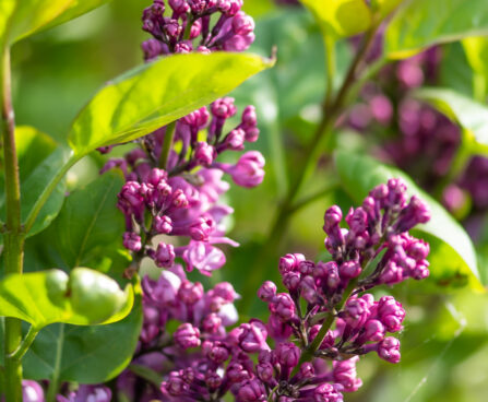 Syringa `Charles Joly` har.sirel (1)