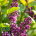 Syringa `Charles Joly` har.sirel (1)