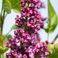 Syringa `Charles Joly` har.sirel (2)