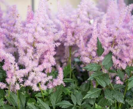 807_8239_Astilbe_arendsii_Amerika_2.JPG