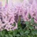 807_8239_Astilbe_arendsii_Amerika_2.JPG