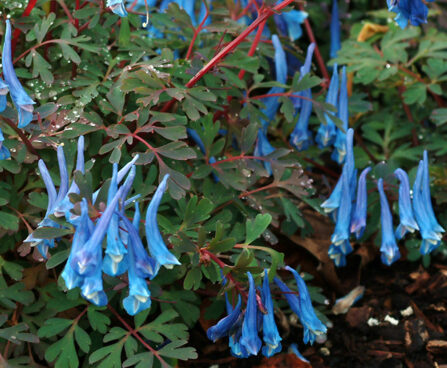 Corydalis Blue Heron_79428_1 taevasinine lõokannus Vitro