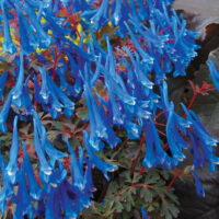 Corydalis Blue Heron_79428_2 taevasinine lõokannus Vitro