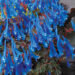 Corydalis Blue Heron_79428_2 taevasinine lõokannus Vitro