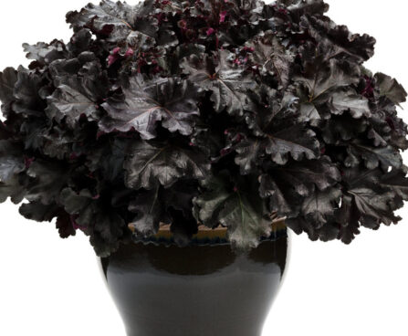 Heuchera Black Pearl_73064_3 helmikpööris Vitro