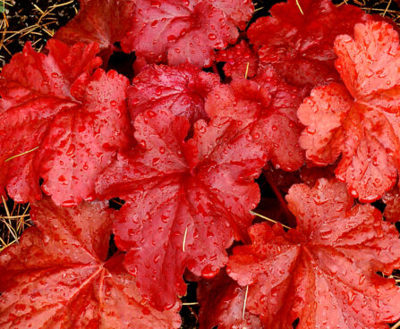 Heuchera Fire Alarm_73795_1 helmikpööris Vitro