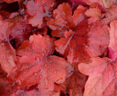 Heuchera Fire Alarm_73795_2 helmikpööris Vitro