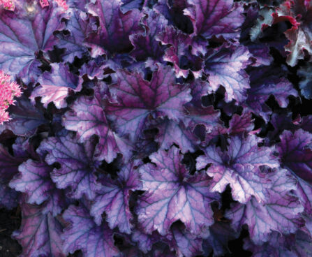 Heuchera Forever Purple_73024_1 helmikpööris Vitro