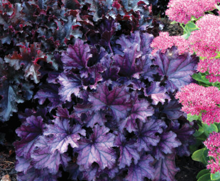 Heuchera Forever Purple_73024_2 helmikpööris Vitro