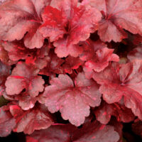 Heuchera Galaxy_73796_1 helmikpööris Vitro