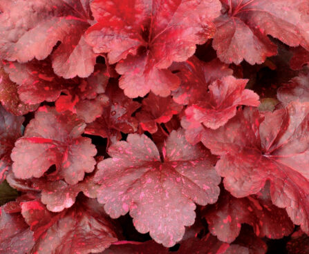 Heuchera Galaxy_73796_1 helmikpööris Vitro