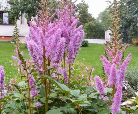 814_7349_Astilbe_chinensis_Taquetii.JPG