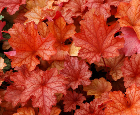 Heuchera Paprika_73007_1 helmikpööris Vitro