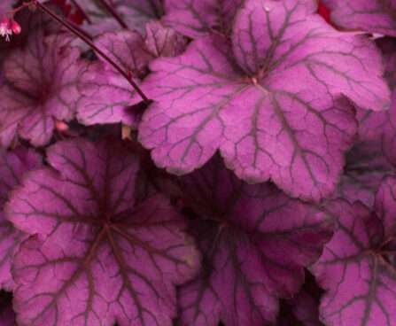 Heuchera Wild Rose_73079_1 helmikpööris Vitro