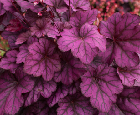 Heuchera Wild Rose_73079_2 helmikpööris Vitro