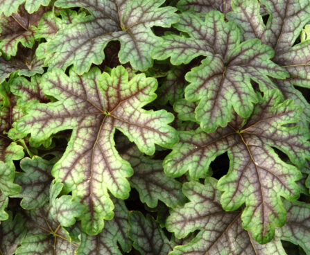 Heucherella Tapestry_79442_1 pisipööris Vitro