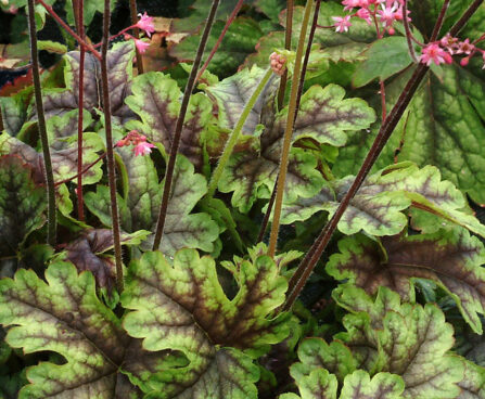 Heucherella Tapestry_79442_2 pisipööris Vitro