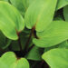 Hosta Purple Heart_73876_1