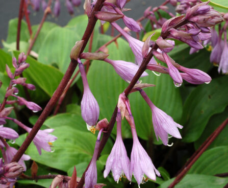 Hosta Purple Heart_73876_2