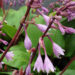 Hosta Purple Heart_73876_2