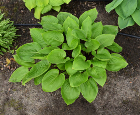 Hosta Purple Heart_73876_3