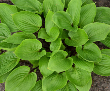 Hosta Purple Heart_73876_4