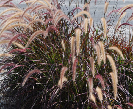 Pennisetum Rubrum_74113_1 harjashirss Vitro