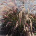 Pennisetum Rubrum_74113_1 harjashirss Vitro