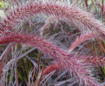 Pennisetum Rubrum_74113_2 harjashirss Vitro