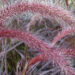 Pennisetum Rubrum_74113_2 harjashirss Vitro