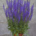 Salvia Salute Deep Blue Imp._78272_1 salvei Vitro