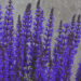 Salvia Salute Deep Blue Imp._78272_2 salvei Vitro