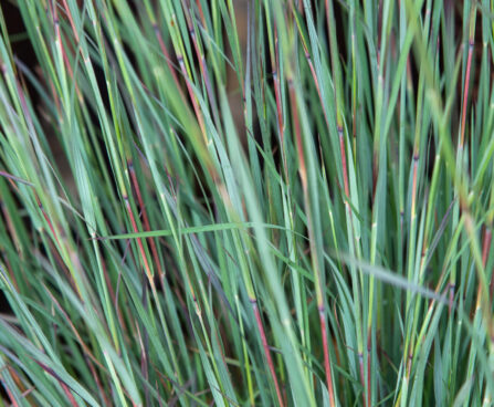 Schizachyrium Blue Heaven_79568_1 tihe sinikõrs Vitro