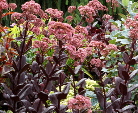 Sedum Chocolate Drop_70423_1 kukehari Vitro