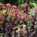 Sedum Chocolate Drop_70423_1 kukehari Vitro