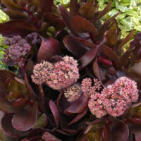 Sedum Chocolate Drop_70423_2 kukehari Vitro