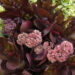 Sedum Chocolate Drop_70423_2 kukehari Vitro