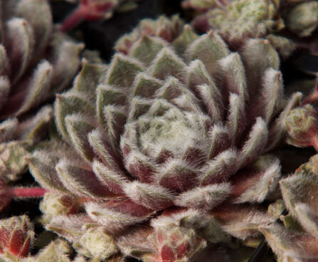 Sempervivum Rosa Ma╠łdchen_74544_1 mägisibul `Rosa Mädchen` Vitro