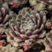 Sempervivum Rosa Ma╠łdchen_74544_1 mägisibul `Rosa Mädchen` Vitro