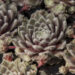 Sempervivum Rosa Ma╠łdchen_74544_2 mägisibul `Rosa Mädchen` Vitro