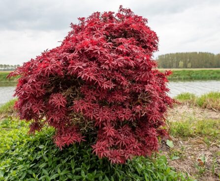 Acer palmatum kämmalvaher (2)