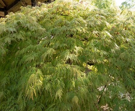 Acer palmatum kämmalvaher