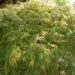 Acer palmatum kämmalvaher