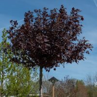 Acer platanoides harilik vaher (2)