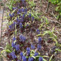 Ajuga akakapsas (1)