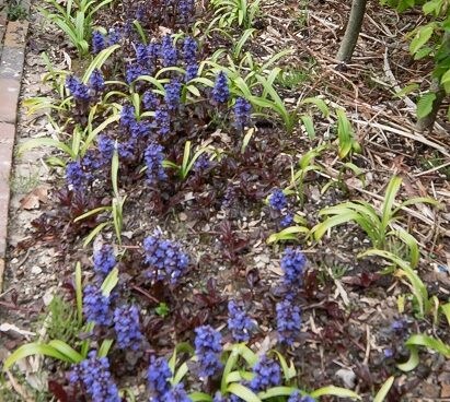 Ajuga akakapsas (1)