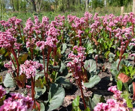 Bergenia bergeenia (2)