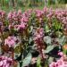 Bergenia bergeenia (2)