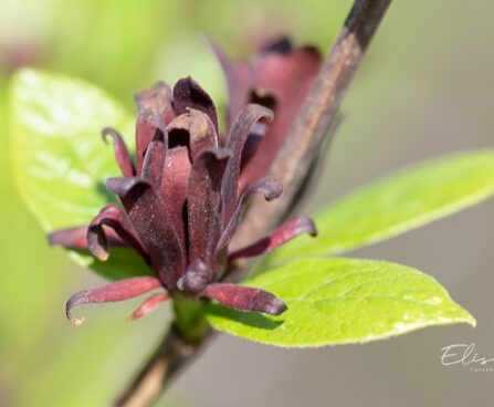 Calycanthus floridus rohkeõieline vürtspõõsas (1)