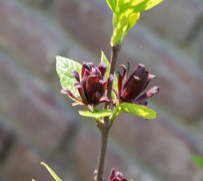 Calycanthus floridus rohkeõieline vürtspõõsas (2)